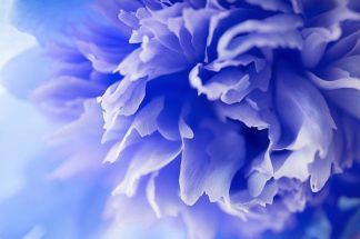 IN30862 - PhotoINC Studio - Blue Flower