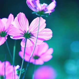 IN30884 - PhotoINC Studio - Pink Flowers