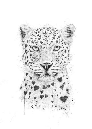 S1407D - Solti, Balazs - Lovely Leopard