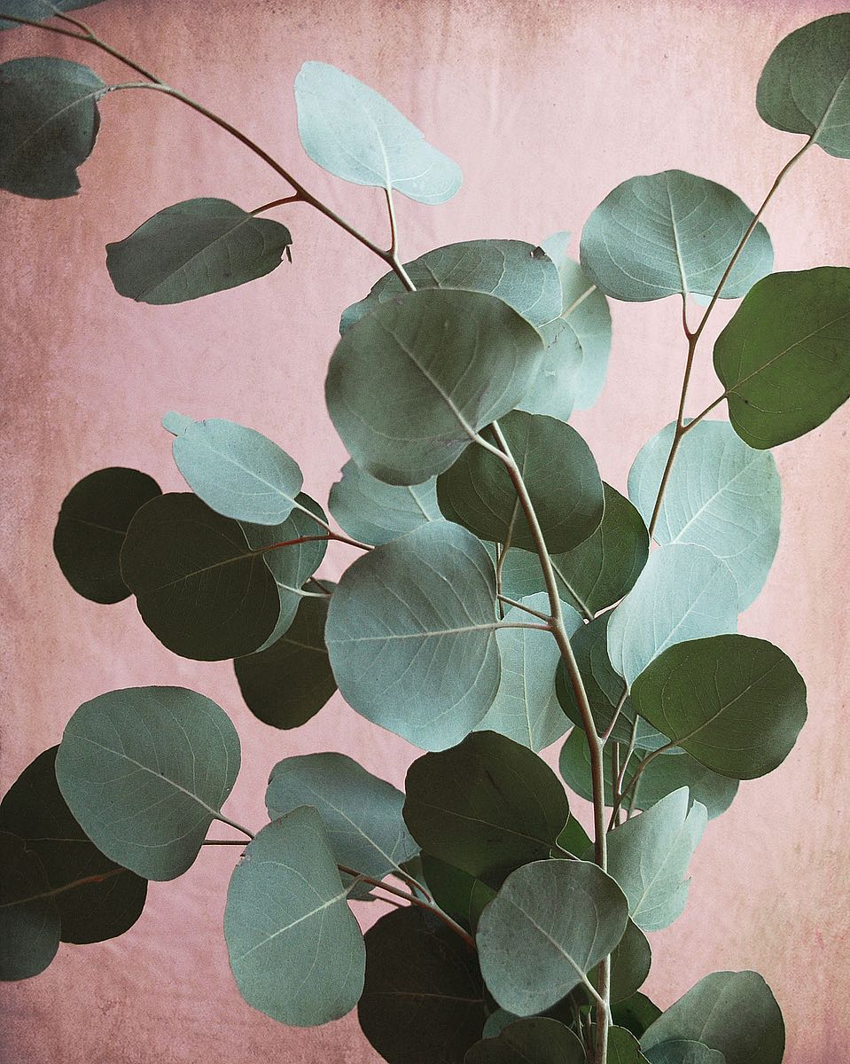 Sage Eucalyptus No. 1 Image Conscious