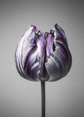 MF969-0934 - Design Fabrikken - Baroque 5