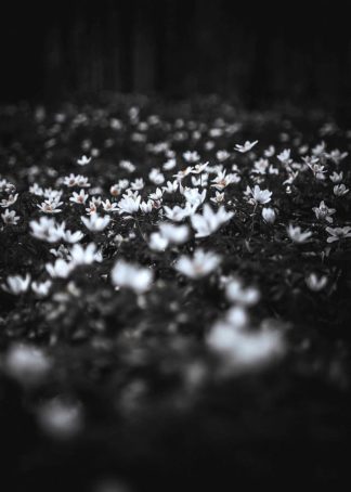 MF969-1155 - Design Fabrikken - Windflowers