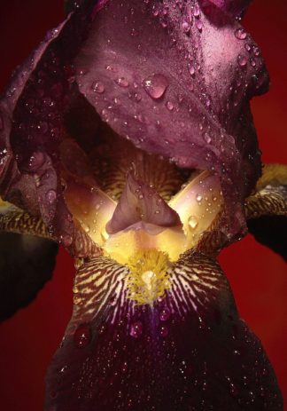 IN32800 - Incado - Red Flower