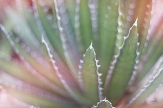 WA-35493 - Schlabach, Sue - Dream Desert II