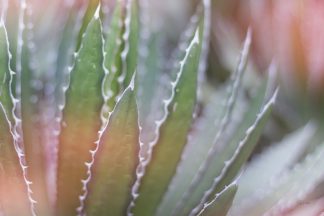 WA-35494 - Schlabach, Sue - Dream Desert III