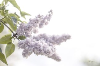 WA-72129 - Schlabach, Sue - Pale Lilacs I