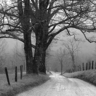 B4615D - Bell, Nicholas - Sparks Lane