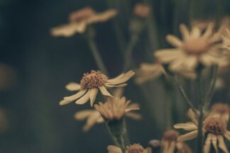 WA-85770 - Larson, Nathan - Wild Blooms I