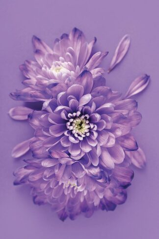 IN37168 - Incado - Lavender Chrysanthemums