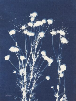 WA-82182 - Ferguson, Kathy - Alpine Flower VI