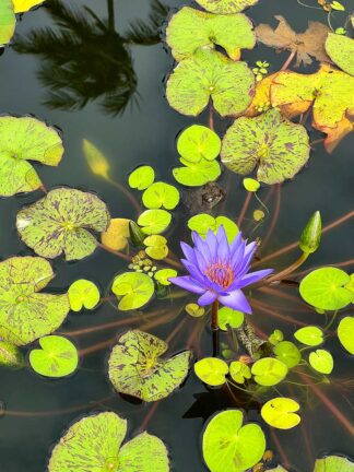 D2301D - Dell, Nicole - Hana Reflection Pond with Frog