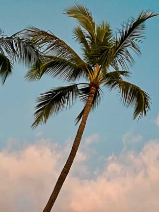 D2304D - Dell, Nicole - Palm in Wailea