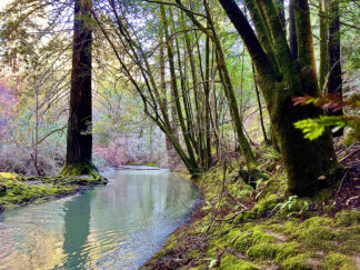 D2321D - Dell, Nicole - Bohemian Creekside