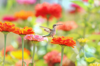 G2349D - Grippo-Pike, Carrie Ann - Sugar Fairy