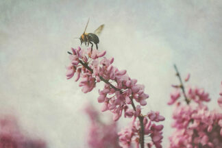 G2350D - Grippo-Pike, Carrie Ann - Flight of the Bumblebee