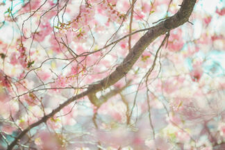 G2351D - Grippo-Pike, Carrie Ann - Branch Blossoms