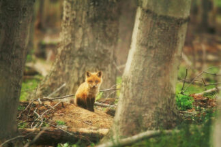 G2352D - Grippo-Pike, Carrie Ann - Babe in the Woods