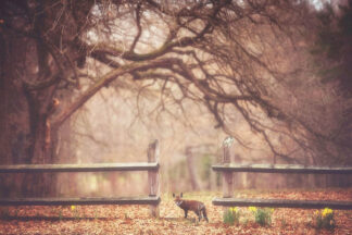 G2354D - Grippo-Pike, Carrie Ann - Sly Guy