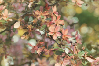 G2355D - Grippo-Pike, Carrie Ann - Pastel Petals