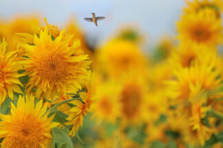 G2356D - Grippo-Pike, Carrie Ann - Happy Hummingbird and Sunflowers
