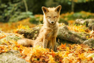 G2358D - Grippo-Pike, Carrie Ann - Sleepy Fall Fox