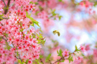 G2359D - Grippo-Pike, Carrie Ann - Whimsical Bee & Cherry Tree