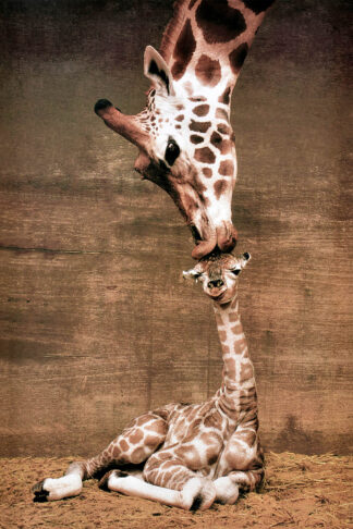 U749D - Unknown - A MotherÕs Love