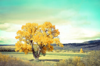 A861D - Annie Bailey Art - First To Turn