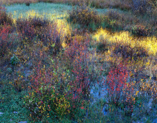 B4699D - Becia, Jim - Colorful Brush and Reflection