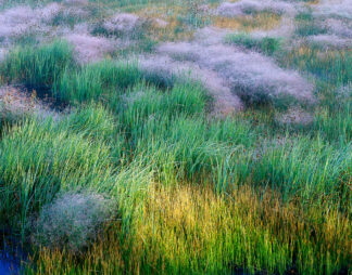 B4701D - Becia, Jim - Yellow and Green Grasses - Yellowstone