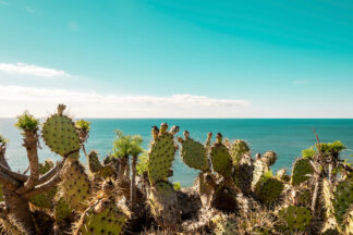 C1587D - Chukhlebova, Elena - Cactuses Admiring the Ocean