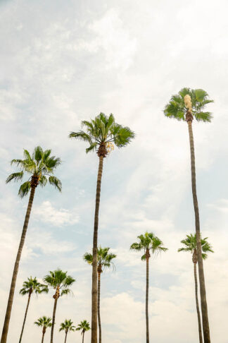 C1588D - Chukhlebova, Elena - California Giants