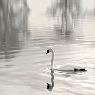 B4757D - Bell, Nicholas - Sunlit Swan