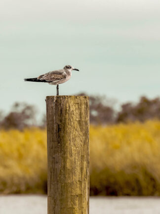 B4771D - Berry, Christy - Gull On Piling Ð St Augustine