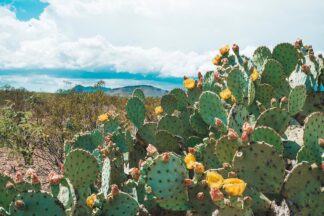 Q46D - Quintero, Sonja - Cactus Blooms in Big Bend