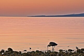 B4778D - Burdick, Chuck - Morning Meal