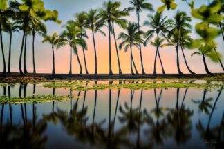 F1086D - Frates, Dennis - Palm Reflections