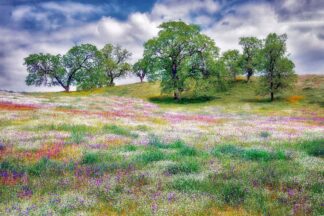 F1089D - Frates, Dennis - Wildflowers and Oak Trees
