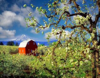 F1096D - Frates, Dennis - Mount Hood and Barn