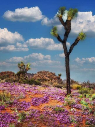 F1105D - Frates, Dennis - Joshua Trees and Verbena