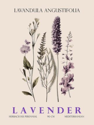 G2394D - Giampietro, Christopher - Lavender II
