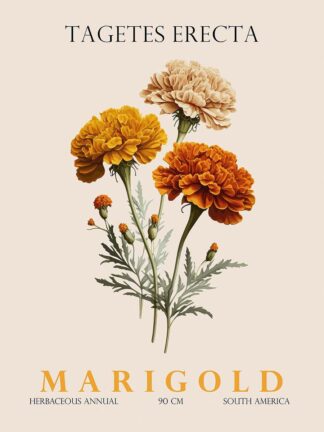 G2396D - Giampietro, Christopher - Marigold