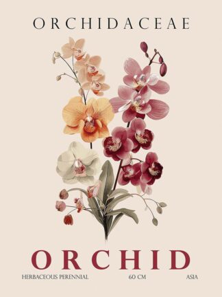 G2397D - Giampietro, Christopher - Orchid