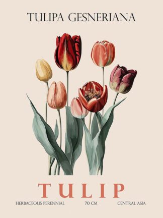 G2402D - Giampietro, Christopher - Tulip