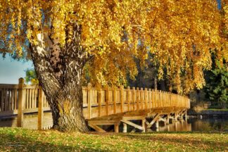 F1080D - Frates, Dennis - Fall Aspen