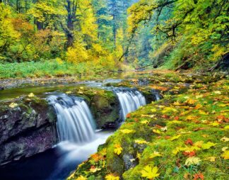 F1081D - Frates, Dennis - Big Leaf Maple Leaves