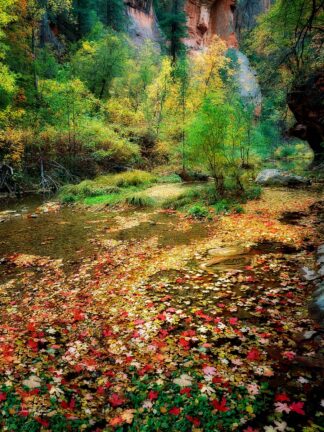 F1084D - Frates, Dennis - Fall Color and Creek
