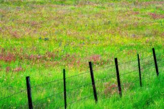 F1094D - Frates, Dennis - Fence Line With Wildflowers