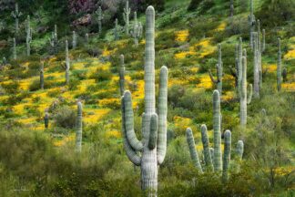 F1102D - Frates, Dennis - Saguaro Cactus With Poppies