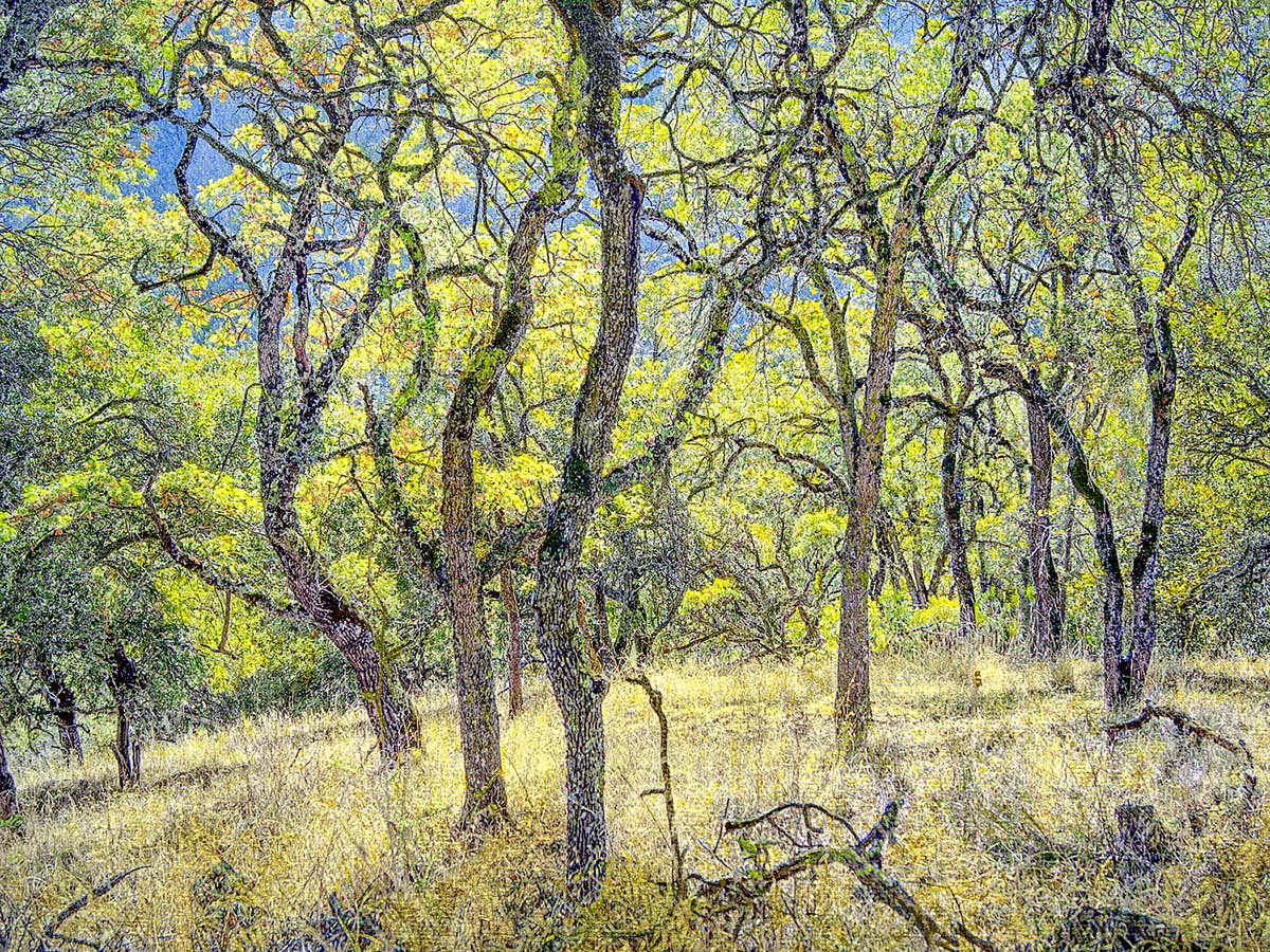 G2407D - Guion, William - Ranch Road Through Oak Grove G2407D - Guion, William - Ranch Road Through Oak Grove